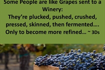 DDD-grapes-to-winery